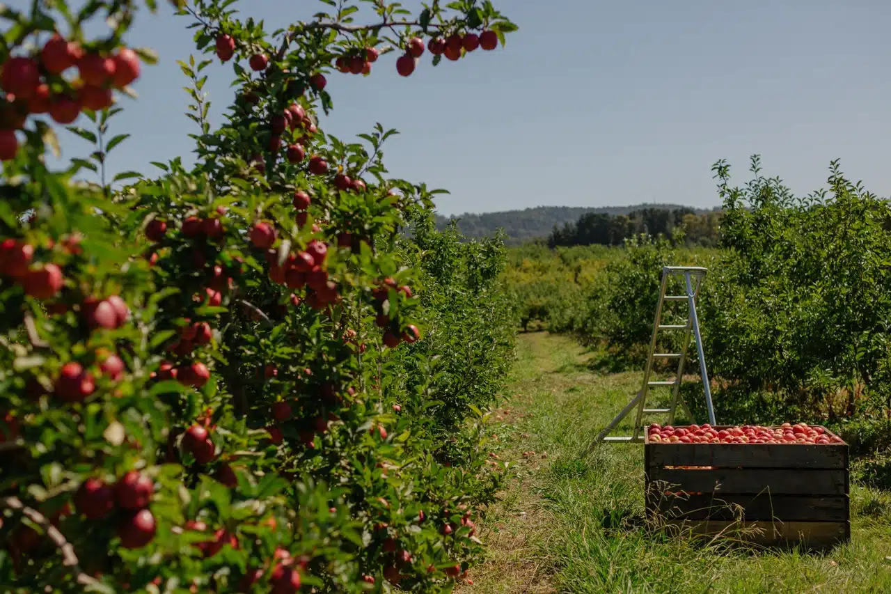 An apple a day won’t keep payroll tax away