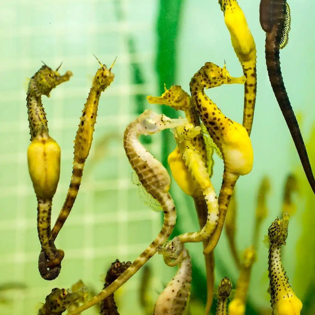 Taking care of business with Craig Hawkins, Owner & Managing Director, Seahorse World, Beauty Point